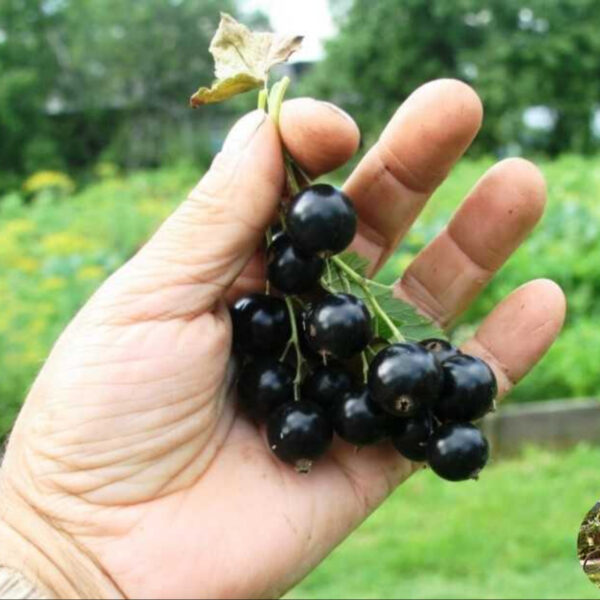 Черная смородина Юбилейная Копаня.