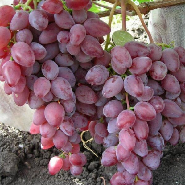 Виноград Былина
