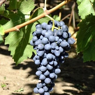 Виноград Аттика