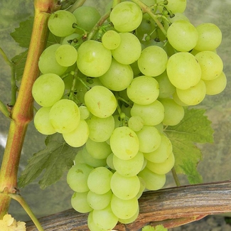 Виноград Плевен