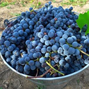 Виноград Анчелотта винный