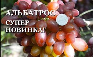 Виноград Альбатрос