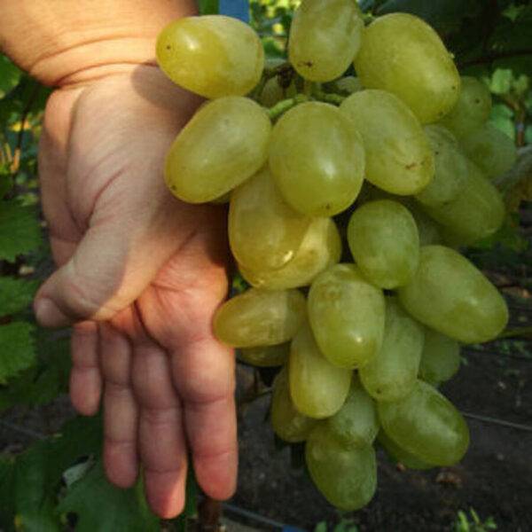 Виноград Ария