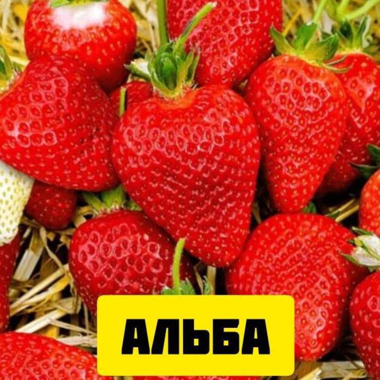 Ящик №3 Альба(КСД) 64 шт.