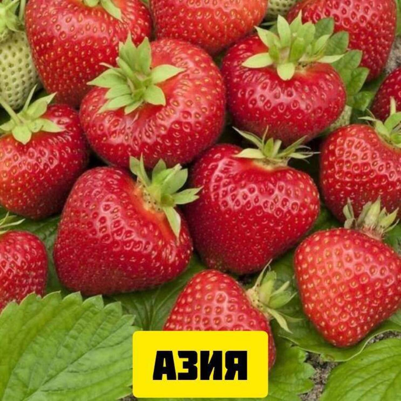 Ящик №5 Азия 64 шт.